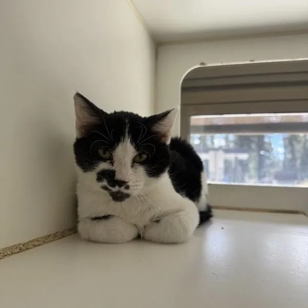 A young small-sized male Domestic Short Hair cat named Peter for adoption in Truckee, CA