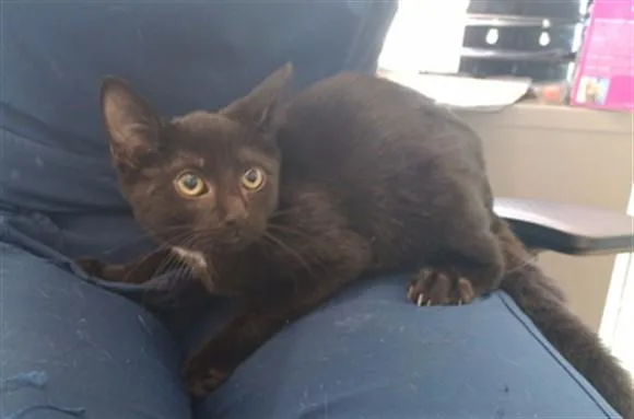Ebony