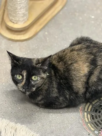 A baby medium-sized female Domestic Short Hair cat named Mindy for adoption in West Chester, PA