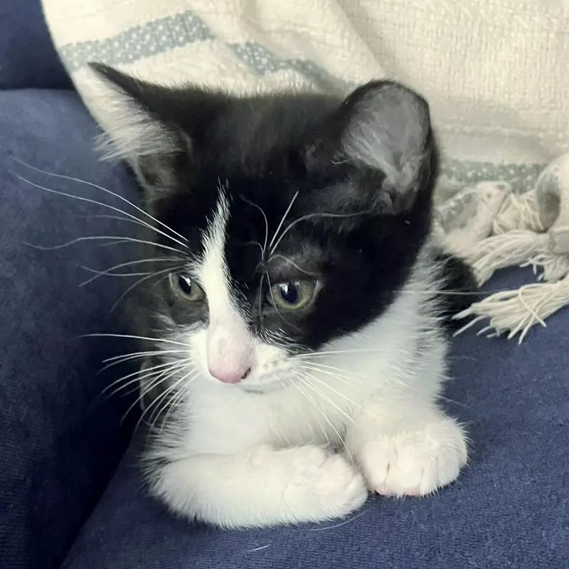 A baby small-sized male Black Domestic Short Hair cat named Oak for adoption in Brownsboro, AL