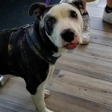 A senior medium-sized male Brindle Pit Bull Terrier dog named Doobie for adoption in Henderson, KY