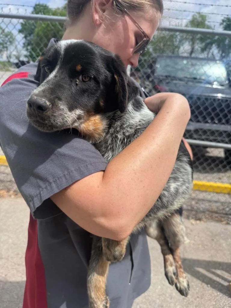 A young medium-sized female Australian Cattle Dog / Blue Heeler dog named Sparkles for adoption in Russellville, KY
