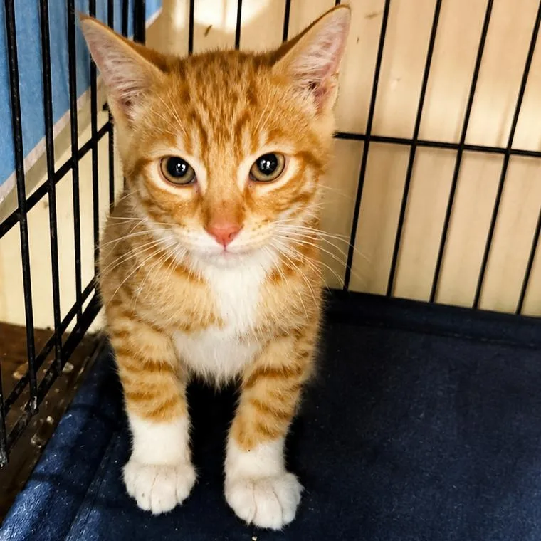 A baby small-sized male Orange / Red Domestic Short Hair cat named Moe for adoption in Norfolk, NE