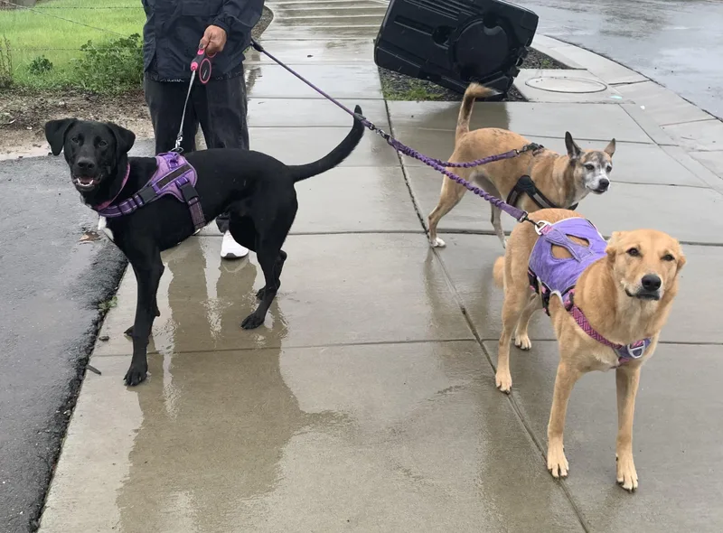 Blackjack thumbnail 2