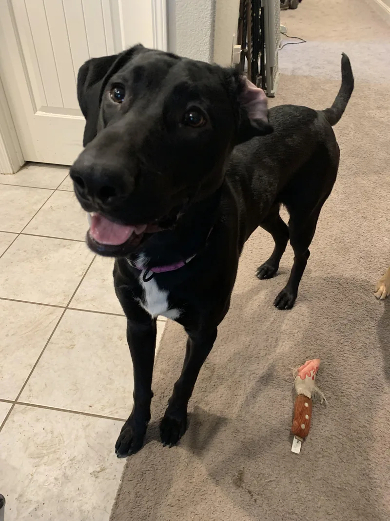 Blackjack thumbnail 3