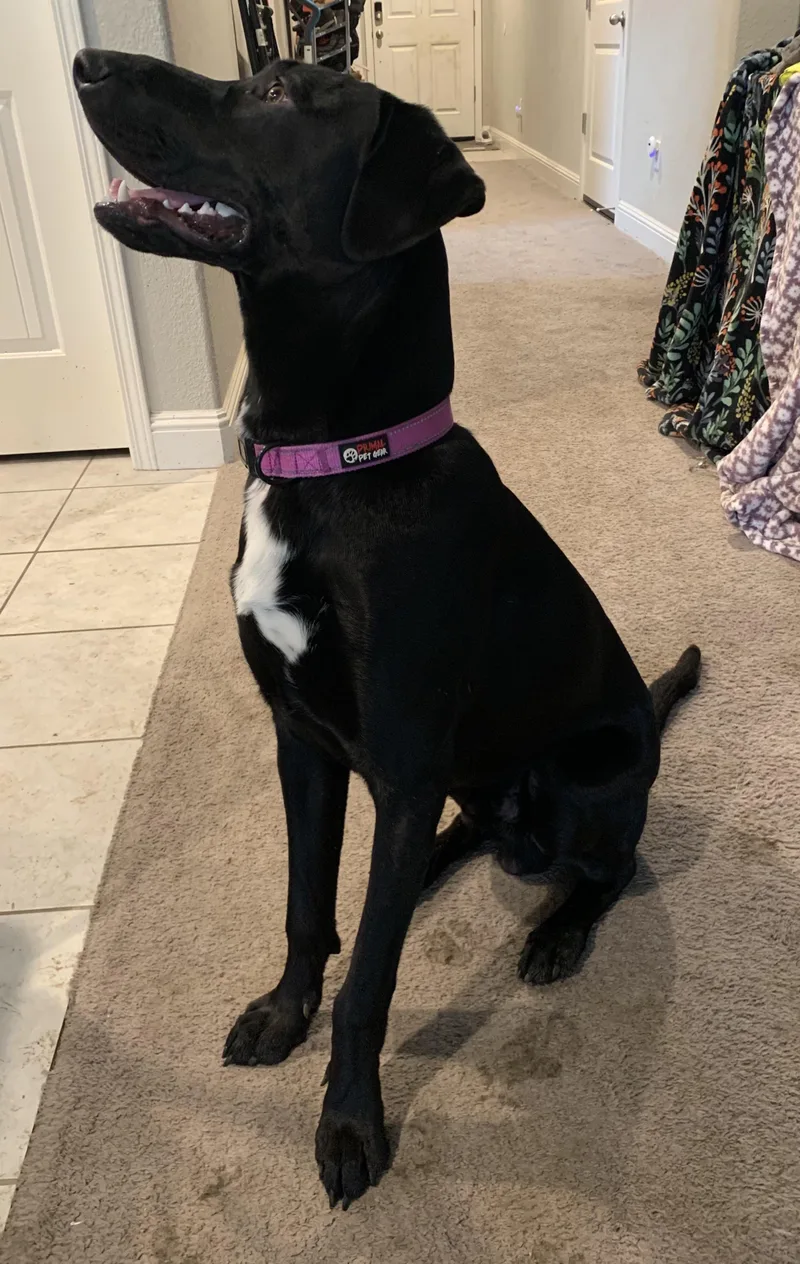 Blackjack thumbnail 4