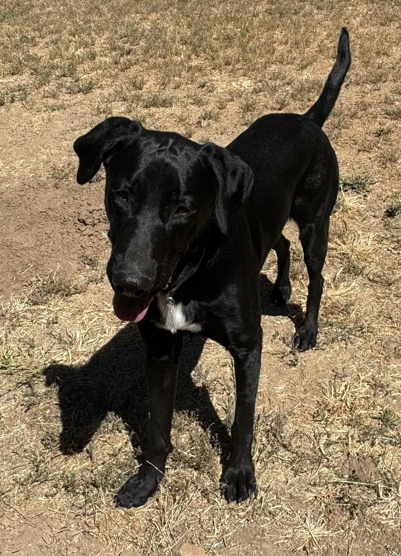 Blackjack thumbnail 5