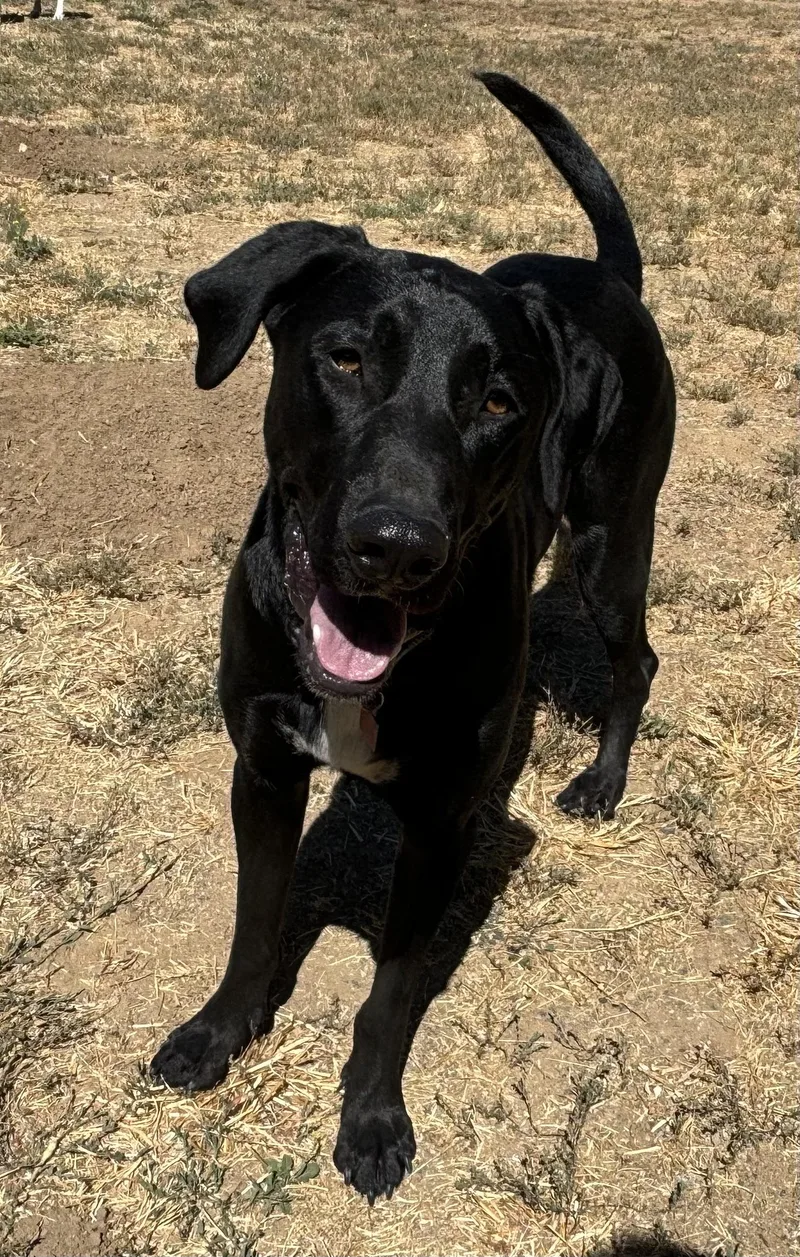 Blackjack thumbnail 6