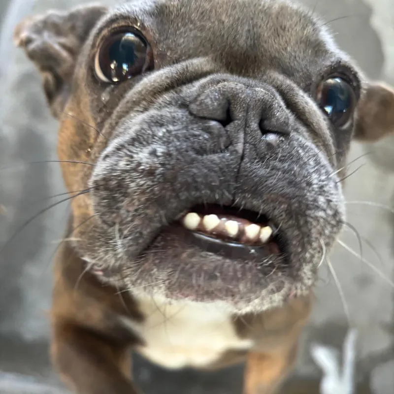 An adult medium-sized female Brown / Chocolate French Bulldog dog named Dolce A for adoption in Mission Hills, CA