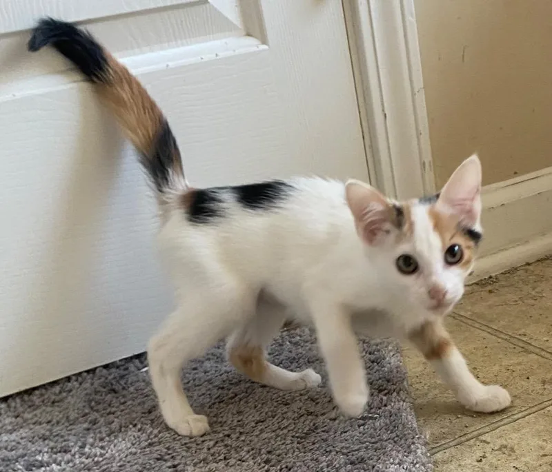 A baby medium-sized female Domestic Short Hair cat named Payton for adoption in Cumming, GA