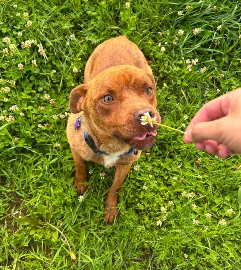 A young medium-sized male Pit Bull Terrier dog named Teddy for adoption in Spooner, WI