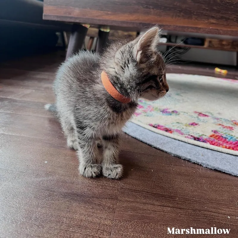 A baby small-sized female Gray / Blue / Silver Domestic Short Hair cat named Marshmallow for adoption in Fairfax Station, VA