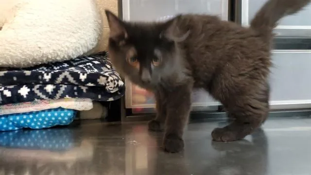 A baby medium-sized male Domestic Short Hair cat named Clover for adoption in Aurora, IL