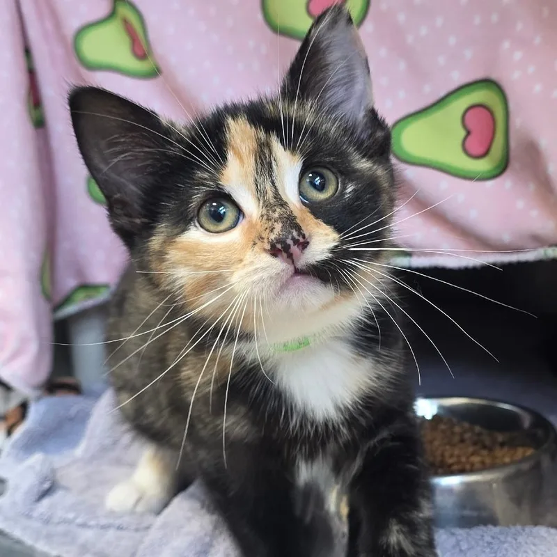 A baby small-sized female Black Domestic Short Hair cat named Luna . for adoption in Fort Wayne, IN
