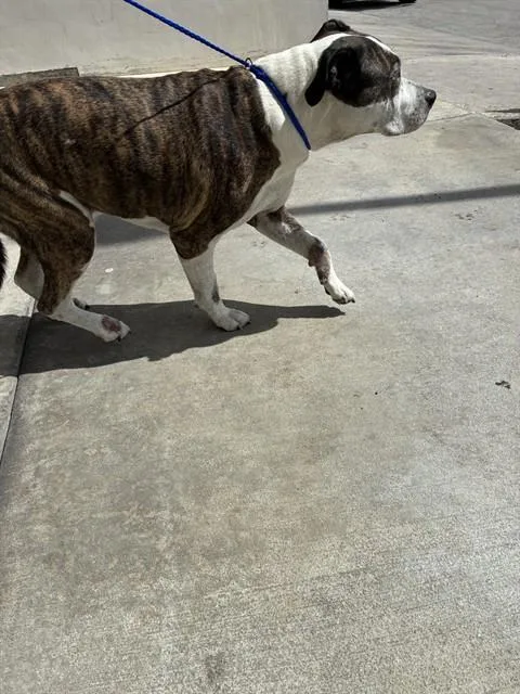 An adult large-sized male American Bulldog dog named Melo for adoption in Miami, FL
