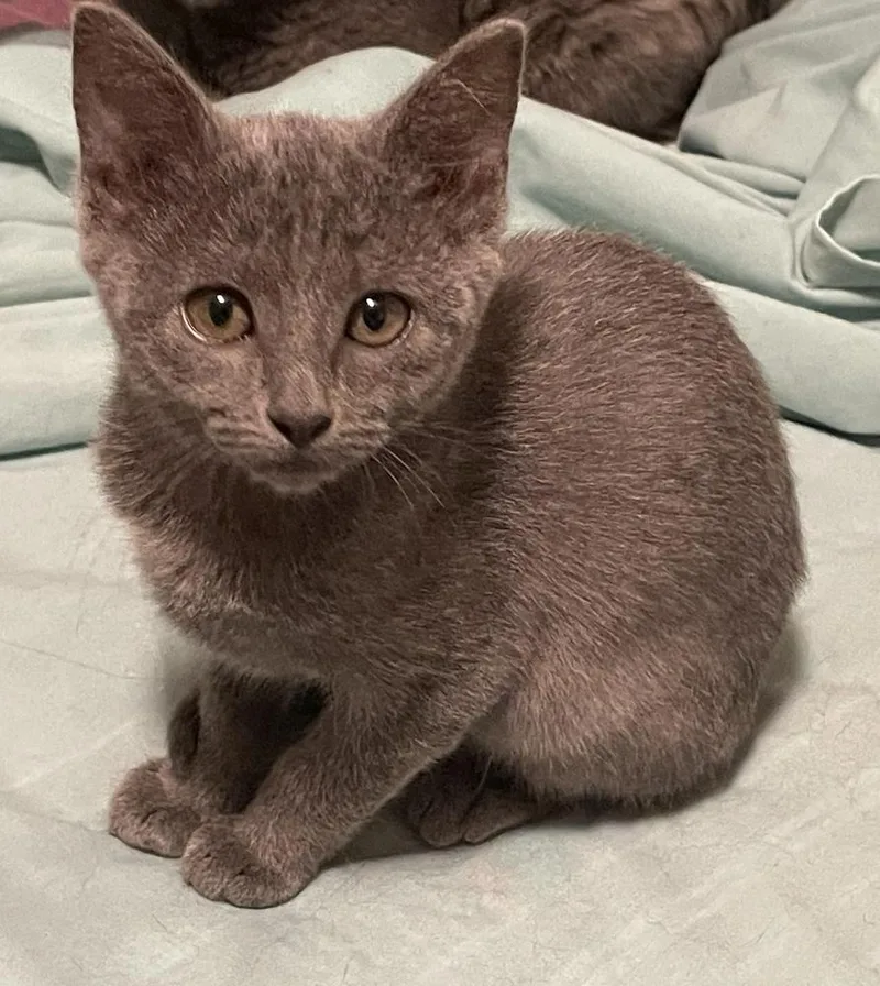 A young medium-sized female Gray / Blue / Silver Domestic Short Hair cat named Anne for adoption in Little Rock, AR