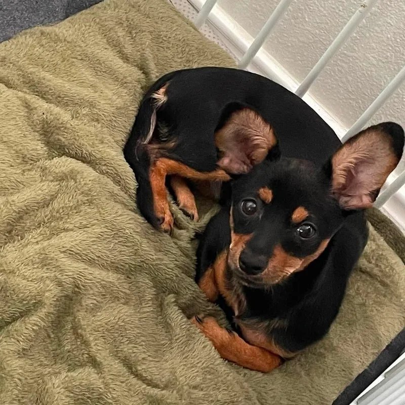 A baby small-sized female Black Miniature Pinscher dog named Muffin for adoption in Warren, RI