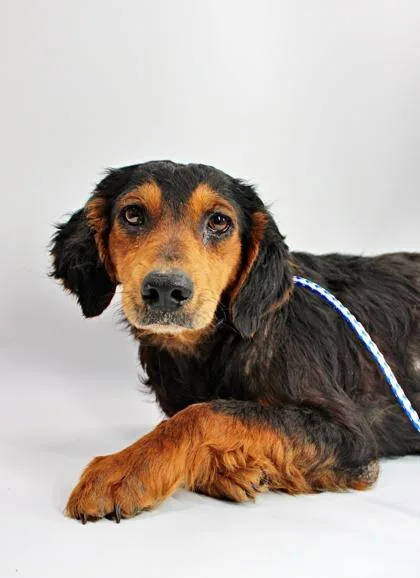 An adult small-sized female Poodle dog named Xyla for adoption in Morton Grove, IL