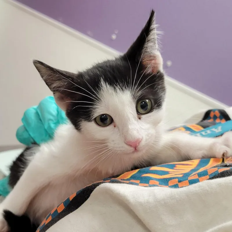 A baby small-sized female White Domestic Short Hair cat named Opalite for adoption in Albuquerque, NM