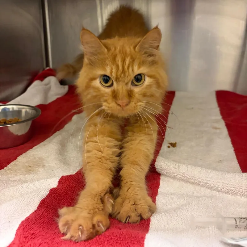 An adult medium-sized male Orange / Red Domestic Long Hair cat named Leonidas for adoption in Council Bluffs, IA