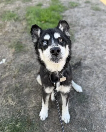 A senior medium-sized female Siberian Husky dog named Agnes for adoption in Roseburg, OR