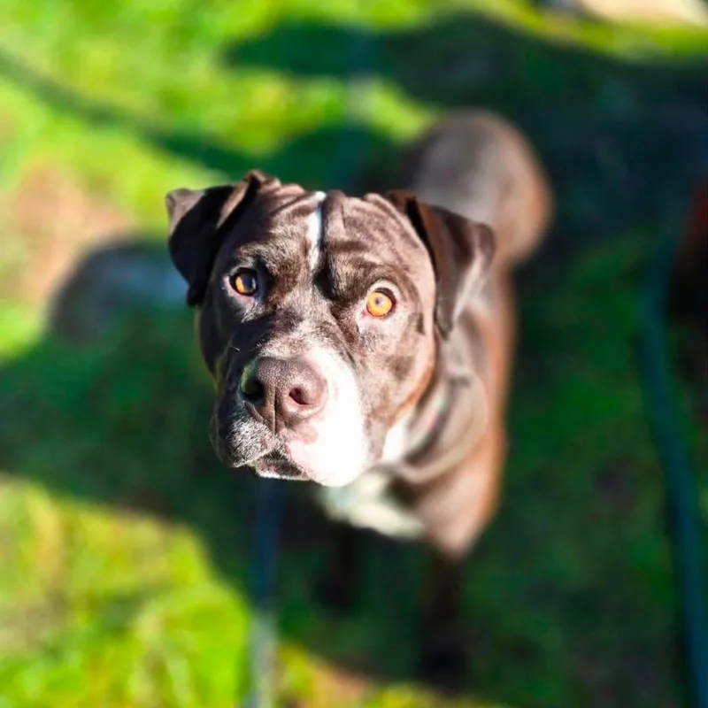 An adult medium-sized male Black Boxer dog named Chief for adoption in Fort Bragg, CA