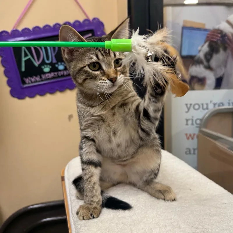 A young small-sized female Brown / Chocolate Domestic Short Hair cat named Adrianna for adoption in Overland Park, KS
