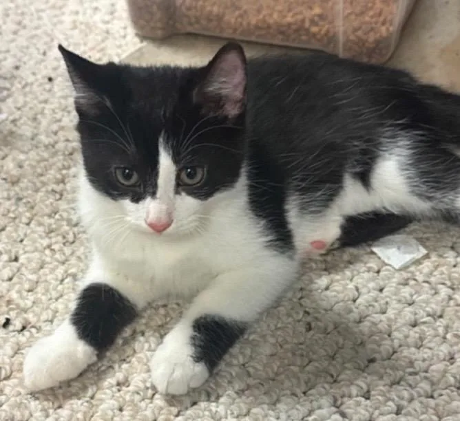 A baby small-sized male Domestic Short Hair cat named Chaps for adoption in Randolph, AL