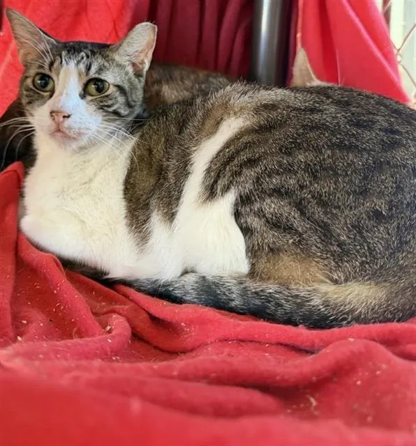 A young medium-sized female Domestic Short Hair cat named 3-14 for adoption in San Antonio, TX