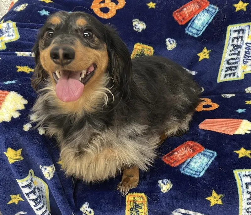 A young small-sized male Dachshund dog named Scruffles for adoption in York, SC