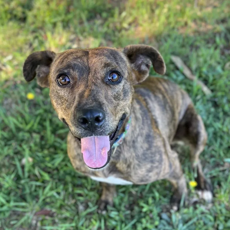 An adult medium-sized female Brindle Mixed Breed dog named Eve for adoption in Simpsonville, SC