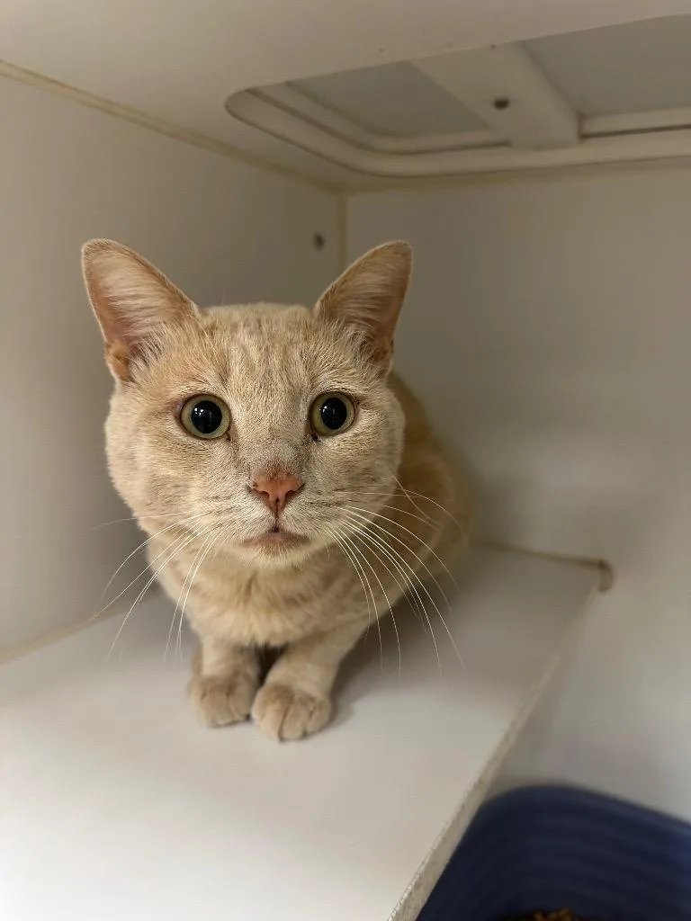 A young medium-sized male Domestic Short Hair cat named Blondee for adoption in Johnson City, TN