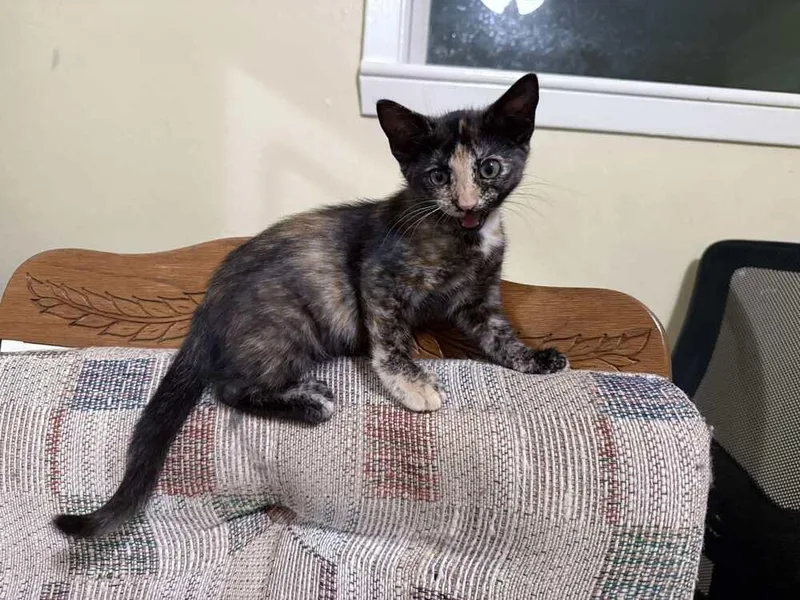 A baby small-sized female Domestic Short Hair cat named Amber for adoption in Bossier City, LA