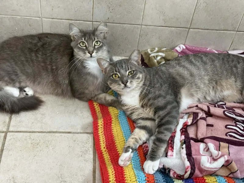 A young medium-sized female Gray / Blue / Silver Domestic Short Hair cat named Violet & Voytek for adoption in Jacksonville, FL