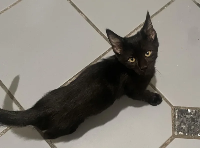 A baby small-sized male Black Domestic Short Hair cat named Devon Portofino Petsmart for adoption in Spring, TX