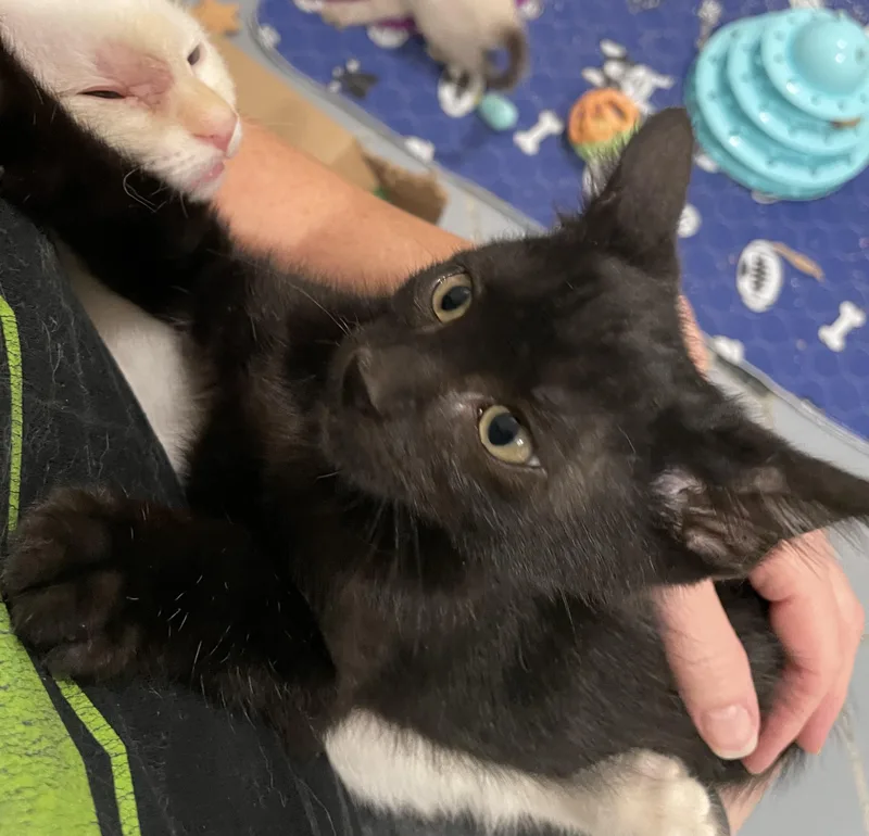 Devon  Portofino Petsmart thumbnail 2