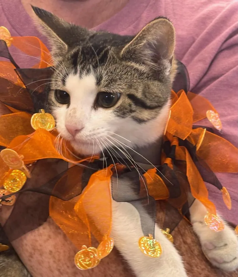 A baby medium-sized male Gray & White Domestic Short Hair cat named Manny for adoption in Batavia, NY