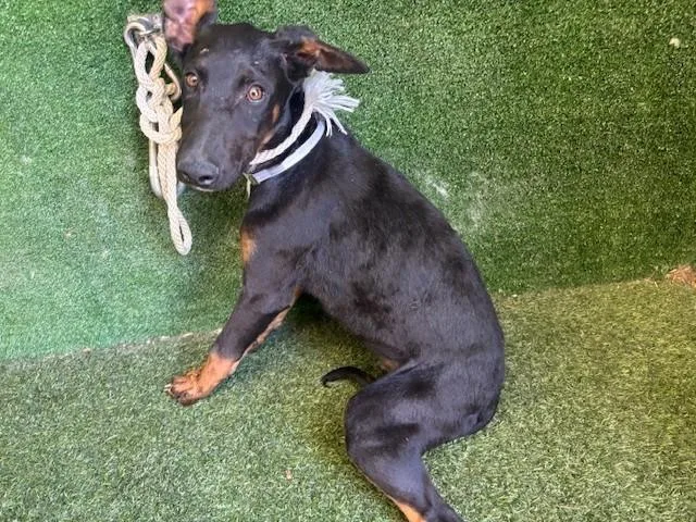 A young small-sized male German Shepherd Dog dog named Johnny for adoption in Lancaster, CA