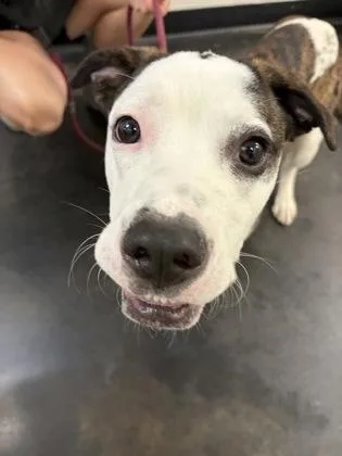 A young medium-sized male Mixed Breed dog named Ezra for adoption in Memphis, TN