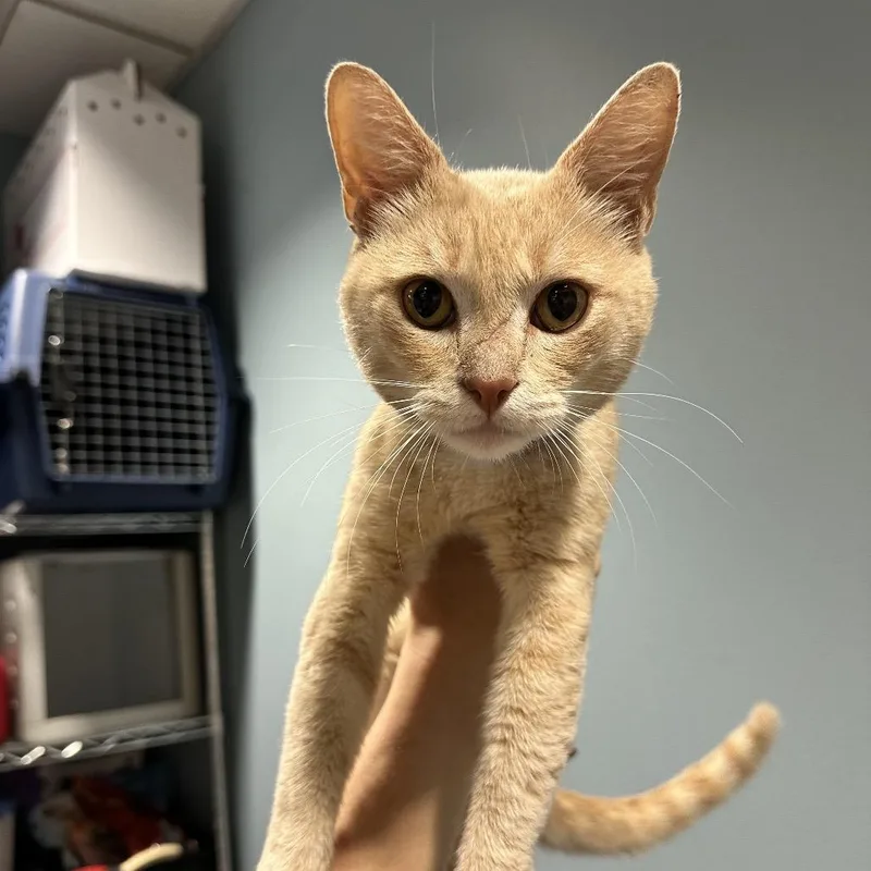 A young medium-sized male Orange / Red Domestic Medium Hair cat named Hyatt for adoption in Chattanooga, TN