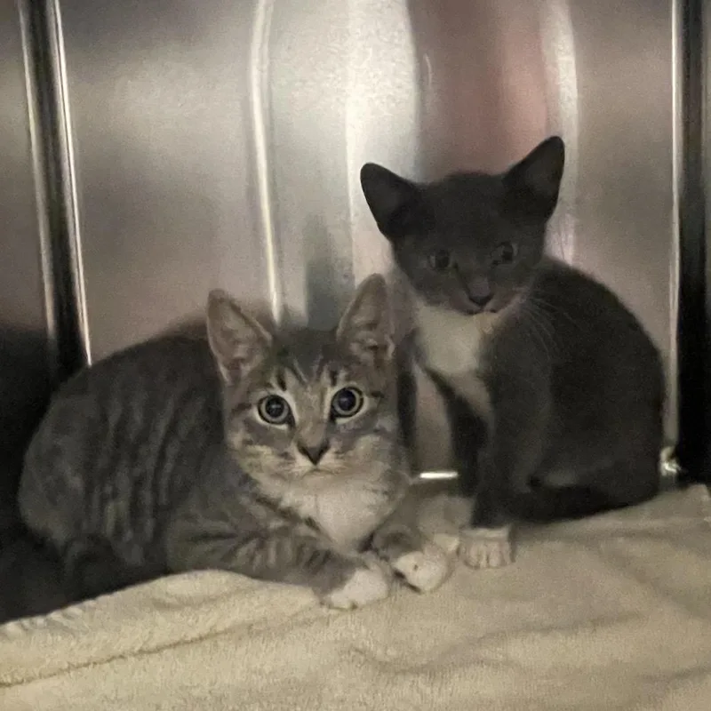 A baby small-sized female Domestic Short Hair cat named Gracie for adoption in Springfield, MA