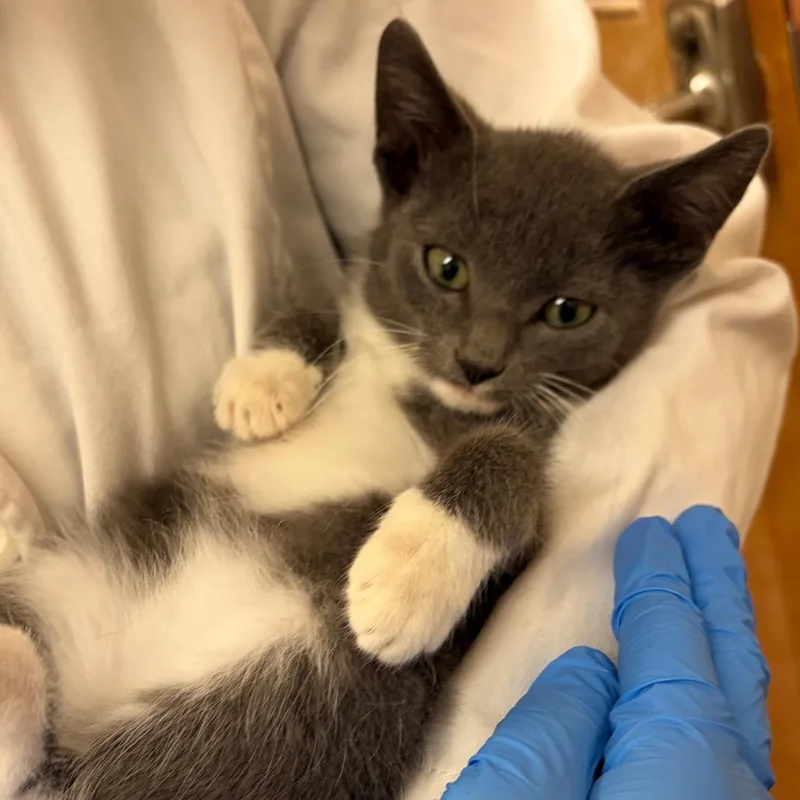 Gracie thumbnail 2