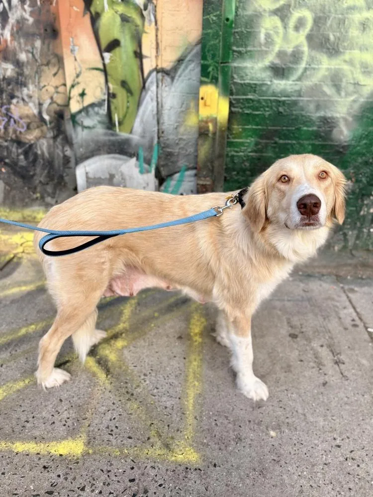 Elizabeth thumbnail 3