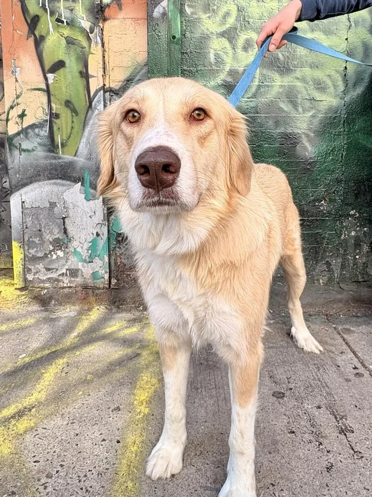 Elizabeth thumbnail 4