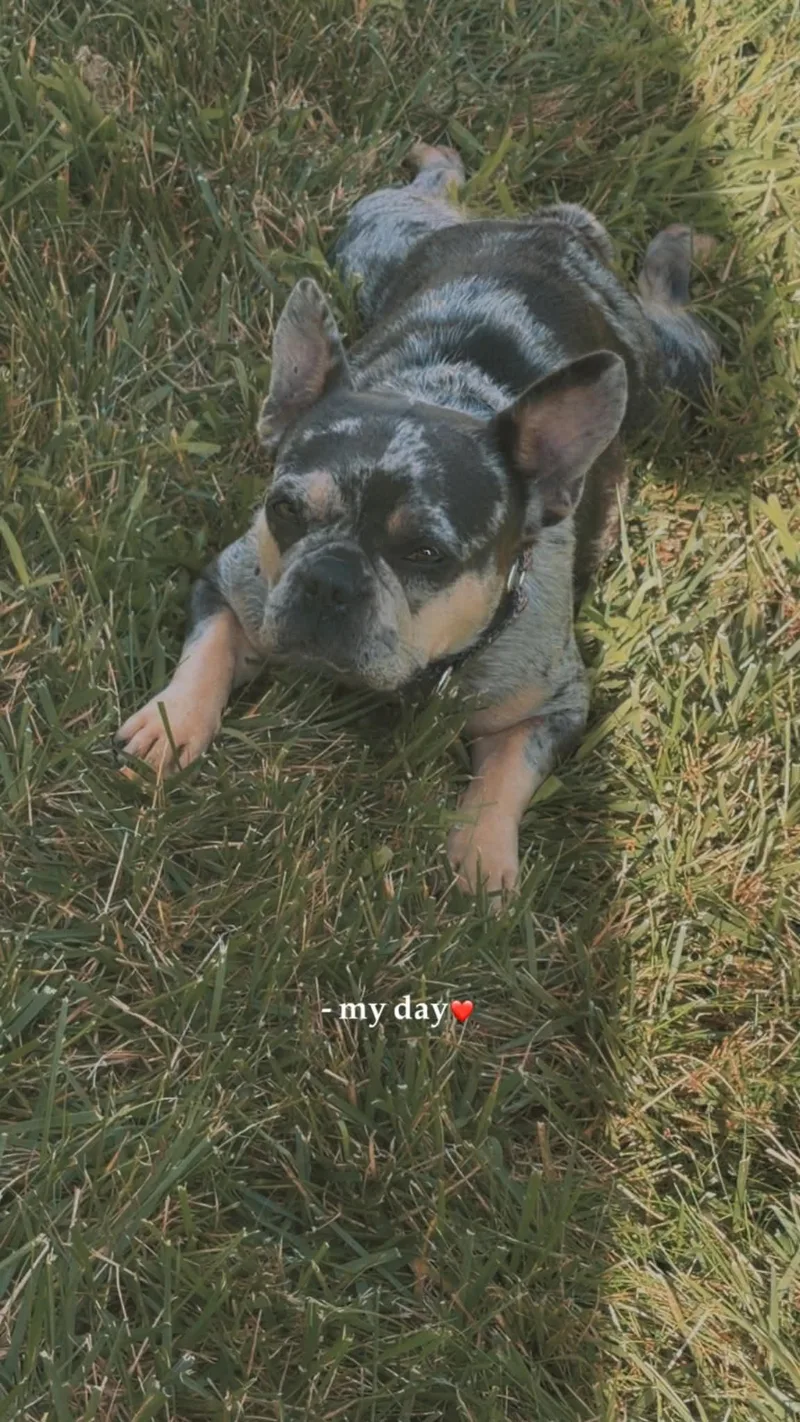 An adult small-sized female French Bulldog dog named Stormi for adoption in Toledo, OH