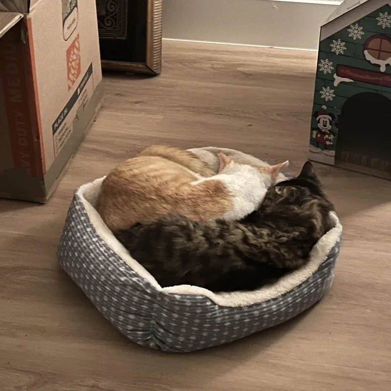 Ham & Chicken thumbnail 2