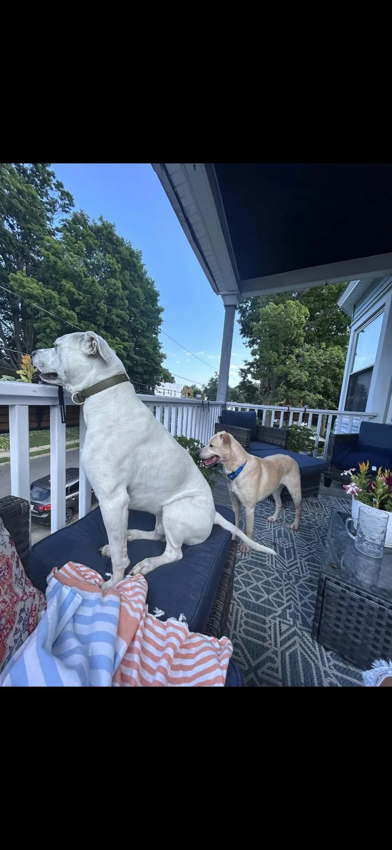 A senior medium-sized male Apricot / Beige Labrador Retriever dog named Buddy for adoption in Athens, NY