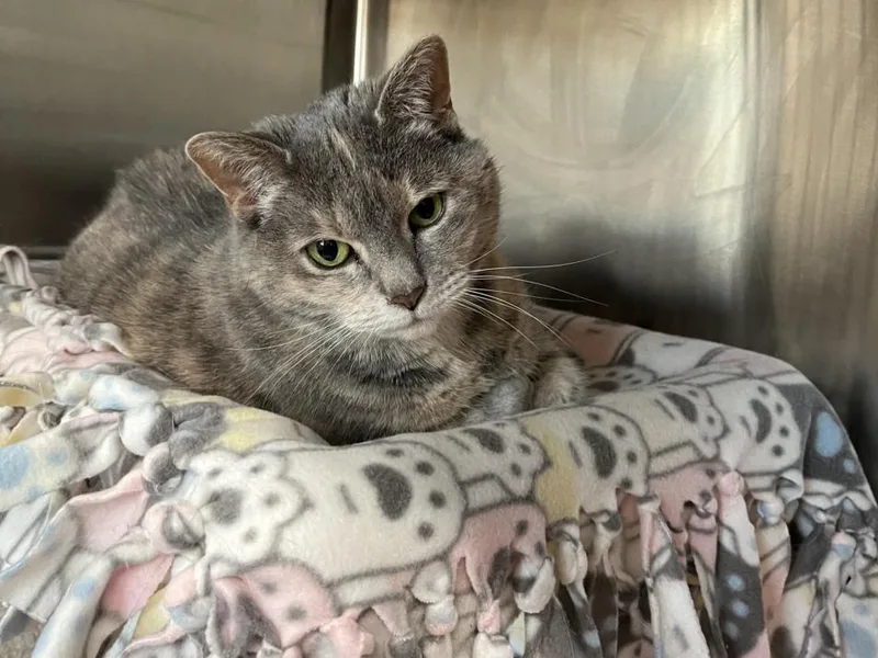 A senior medium-sized female Domestic Short Hair cat named Hiccup for adoption in Derwood, MD