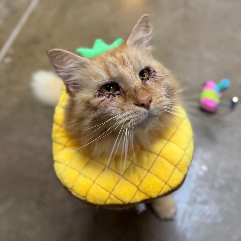 A senior small-sized female Orange / Red Domestic Medium Hair cat named Barb for adoption in Fredericksburg, TX