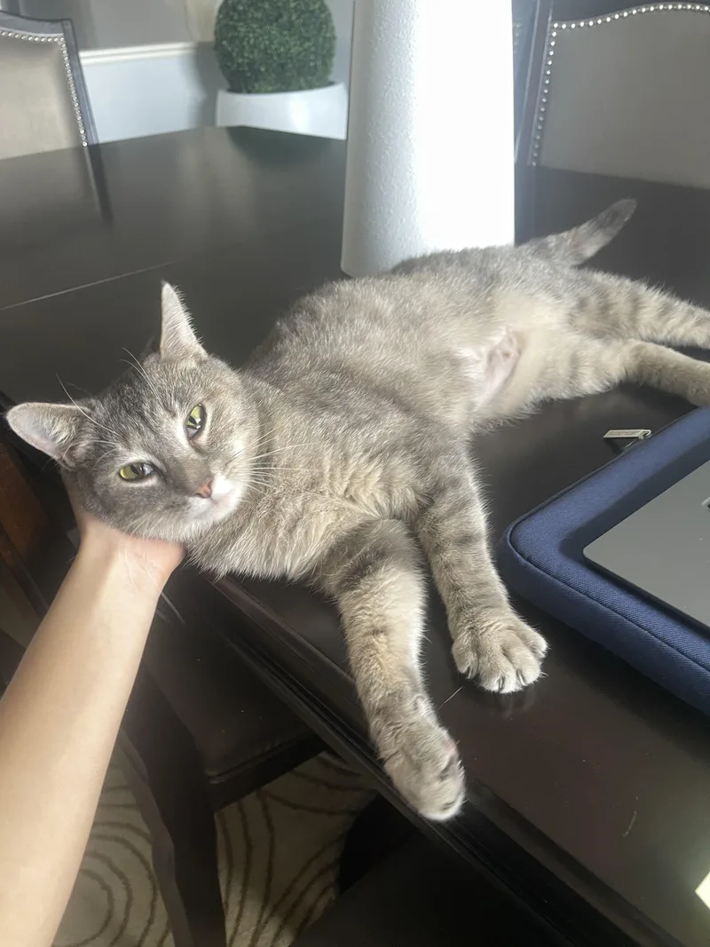 A young medium-sized female Gray / Blue / Silver Domestic Short Hair cat named Baby for adoption in Roachdale, IN